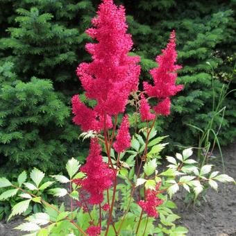 Astilbe x arendsii 'Fanal'