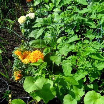 Tagetes