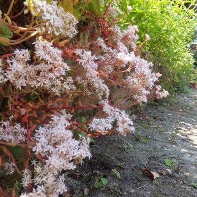 Witte muurpeper - Sedum album 'Coral Carpet'