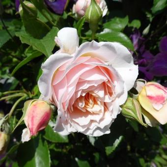 Rosa 'Ginger Syllabub'