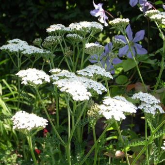 Achillea millefolium