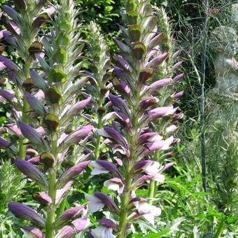 Acanthus spinosus