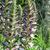 Acanthus spinosus