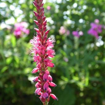 Persicaria amplexicaulis 'Speciosa'