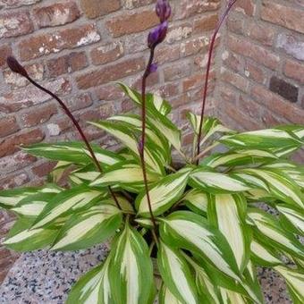 Hosta 'Cherry Berry'