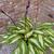 Hosta 'Cherry Berry'