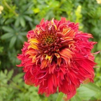 Echinacea purpurea 'Hot Papaya'