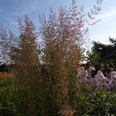 Struisriet - Calamagrostis x acutiflora 'Karl Foerster'