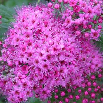 Spiraea japonica 'Anthony Waterer'