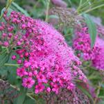 Spierstruik - Spiraea japonica 'Anthony Waterer'