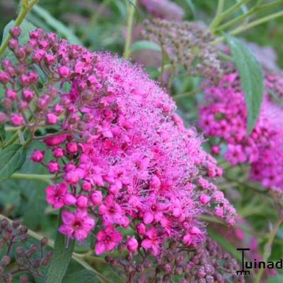 Spiraea japonica 'Anthony Waterer' - Spierstruik