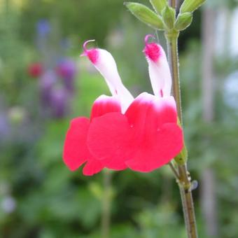 Salvia x jamensis 'Hot Lips'