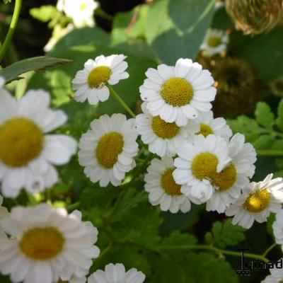 Tanacetum parthenium - Moederkruid