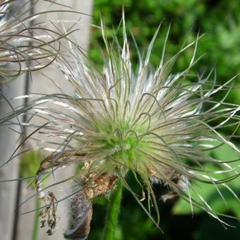 Pulsatilla vulgaris