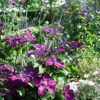 Clematis 'Westerplatte'