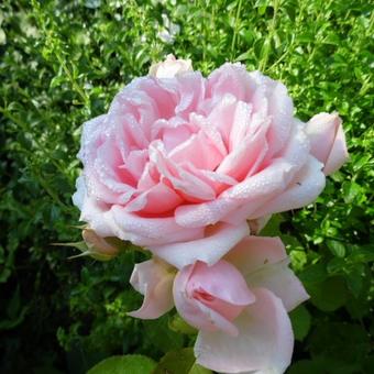 Rosa 'Bjorn Boy'