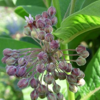 Asclepias syriaca