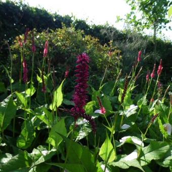 Persicaria amplexicaulis 'Speciosa'