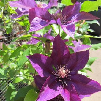 Clematis 'Picardy'