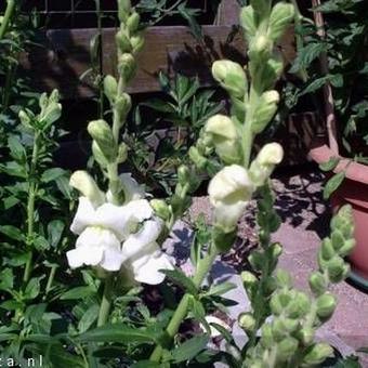 Antirrhinum majus