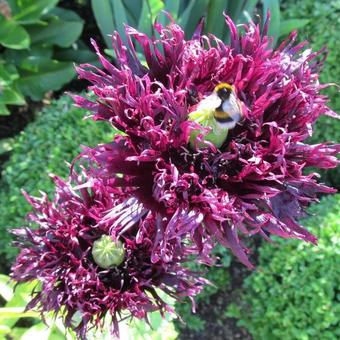 Papaver somniferum 'Black Paeony'