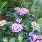 Hydrangea macrophylla 'Early Blue' - Hortensia, Bolhortensia