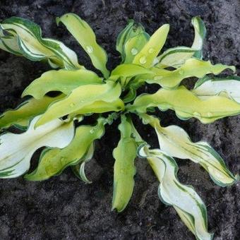 Hosta 'Ripple Effect'