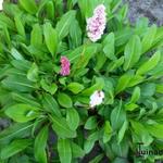 Persicaria affinis var. Superbum - Duizendknoop