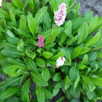 Persicaria affinis var. Superbum