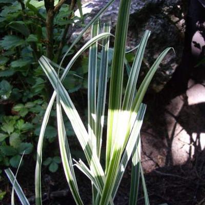 Prachtriet, bonte Chinese prachtriet - Miscanthus sinensis 'Variegatus'