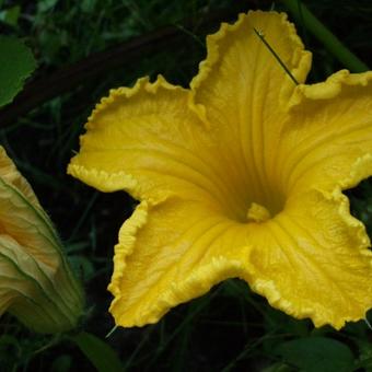 Cucurbita maxima 'Uchiki Kuri'