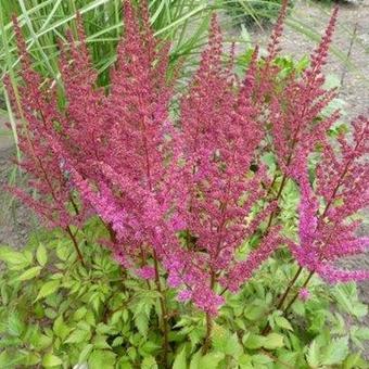 Astilbe chinensis 'Maggie Daley'