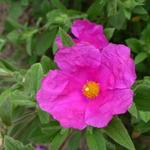 Rotsroos - Cistus x pulverulentus 'Sunset'