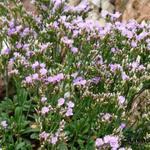 Limonium minutum - Lamsoor, zeelavendel