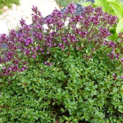 Kruiptijm - Thymus praecox 'Elfin'