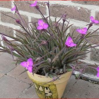 Elasis hirsuta 'Swallowtail'