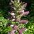 Acanthus spinosus