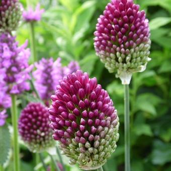 Allium sphaerocephalon