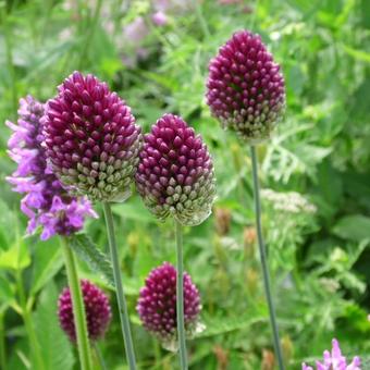 Allium sphaerocephalon