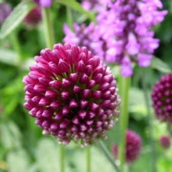 Allium sphaerocephalon