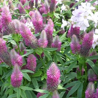 Trifolium rubens