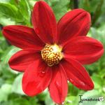 Dahlia 'Topmix Red' - Dahlia