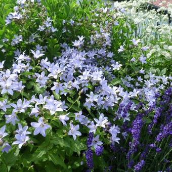 Campanula lactiflora 'Senior'