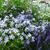 Campanula lactiflora 'Senior'