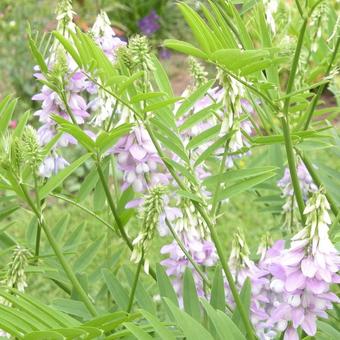 Galega hartlandii