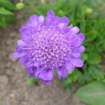 Scabiosa columbaria 'Butterfly Blue'