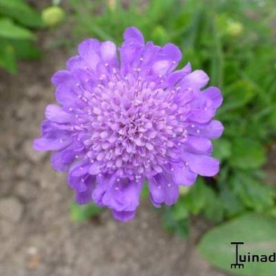 Duifkruid - Scabiosa columbaria 'Butterfly Blue'