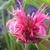 Monarda didyma 'Pink Lace'