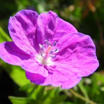 Geranium sanguineum