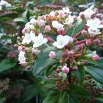 Viburnum tinus 'Eve Price' - Sneeuwbal